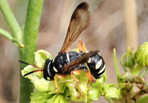 Cerceris interrupta